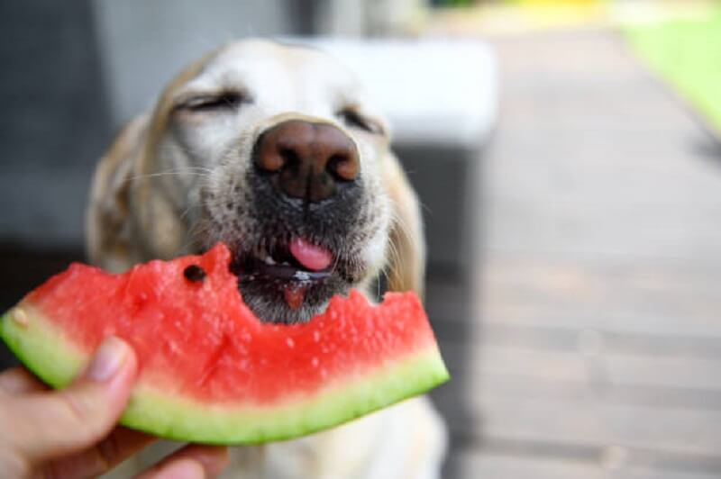 สุนัขกินผลไม้
